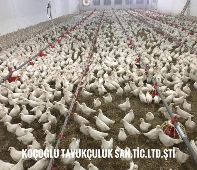 WhatsApp Image 2020 12 11 at 17.58.02 1