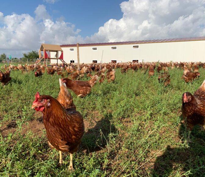 tavuk yetiştirme